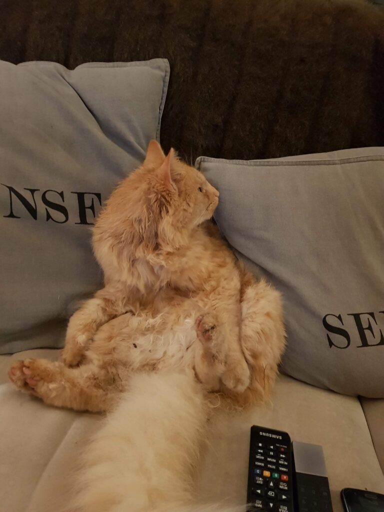 Bilde for kurs i Hundekurs for alle – Fet