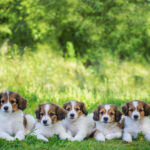 Bilde av kurs i Hundekurs for alle