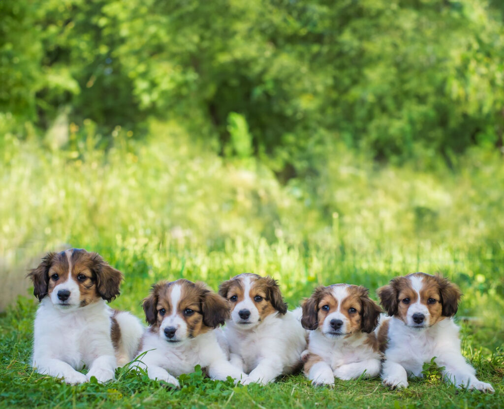 Bilde for kurs i Hundekurs for alle